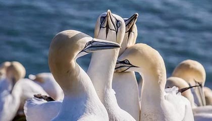 开云体育移动版-自动驾驶科技加入F1赛场引发热议，自动驾驶大赛第一名