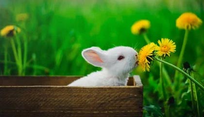 开云体育移动版-自动驾驶科技加入F1赛场引发热议，自动驾驶大赛第一名